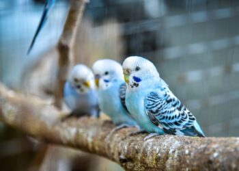 Vogelkäfig kaufen - dieser Ratgeber wird beim Kauf eines Käfigs helfen