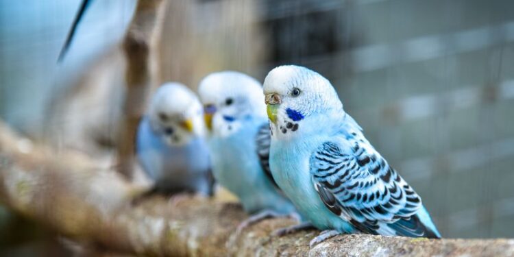 Vogelkäfig kaufen - dieser Ratgeber wird beim Kauf eines Käfigs helfen