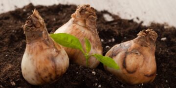 Vom Samen zur Blüte: Dein Wegweiser durch die Pflanzenanzucht