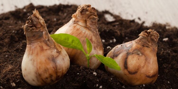 Vom Samen zur Blüte: Dein Wegweiser durch die Pflanzenanzucht