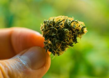 Cannabissorten Guide: Effekte, Anbau & Auswahl