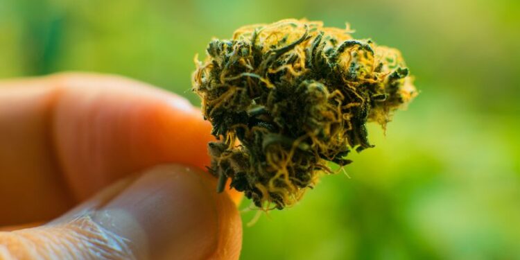 Cannabissorten Guide: Effekte, Anbau & Auswahl