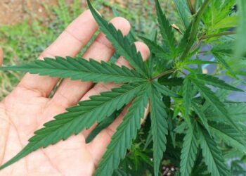 Cannabis legal anpflanzen - das sollte man wissen