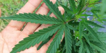 Cannabis legal anpflanzen - das sollte man wissen
