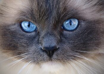 Was versteht man unter Kittenfishing im Dating?