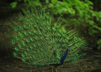 Was ist Peacocking im Dating?