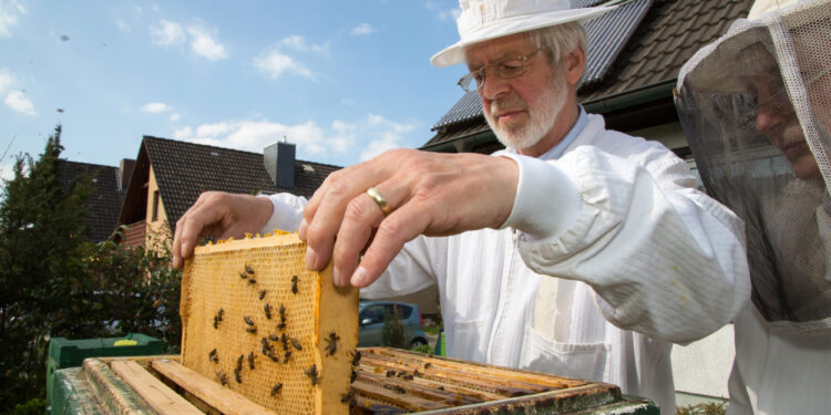 Imkern für Anfänger: Tipps und erste Schritte in der Hobbyimkerei