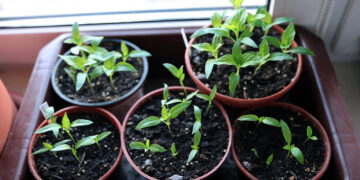 Was man über ethnobotanische Pflanzen wissen sollte – ein Blick über den Tellerrand