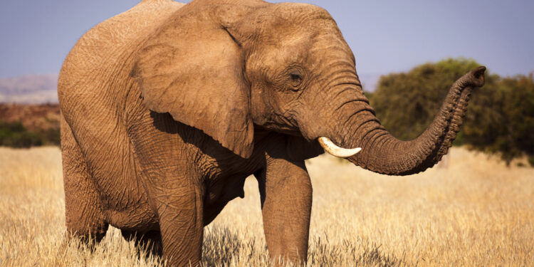 Afrika-Reisen: Safari, Küste und Routenplanung