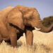 Afrika-Reisen: Safari, Küste und Routenplanung